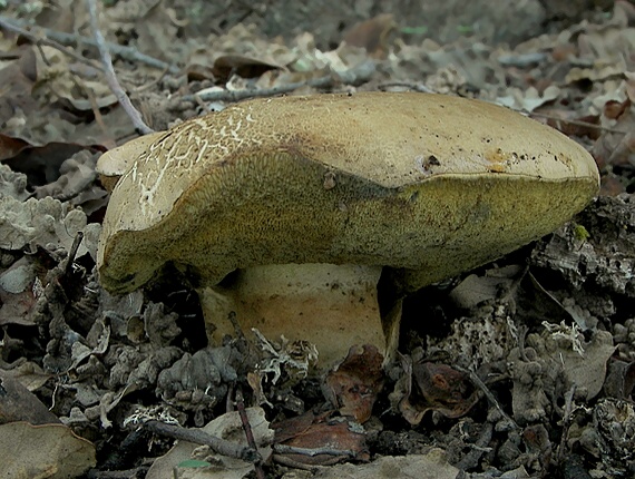 hríb plavý Hemileccinum impolitum (Fr.) Šutara