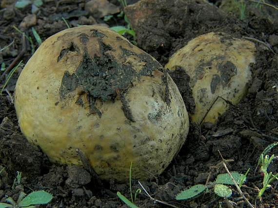 hráškovec obyčajný Pisolithus arhizus (Scop.) Rauschert