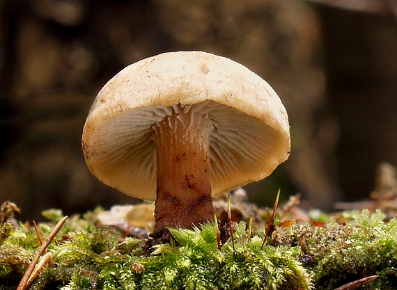 peniazovka maslová Rhodocollybia butyracea (Bull.) Lennox