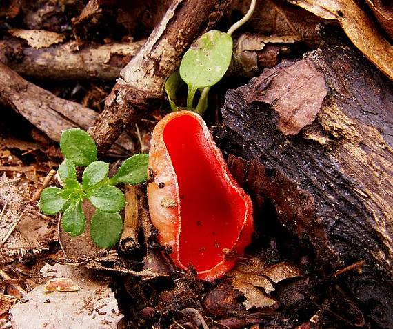 ohnivec jurský Sarcoscypha jurana (Boud.) Baral