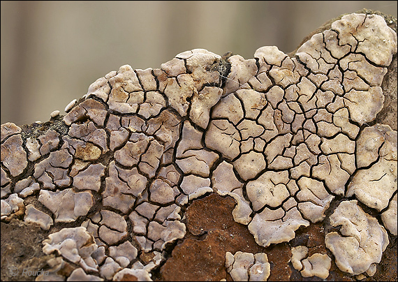 rozpukanec obyčajný Xylobolus frustulatus (Pers.) Boidin