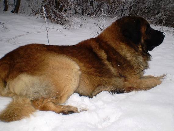 leonberger