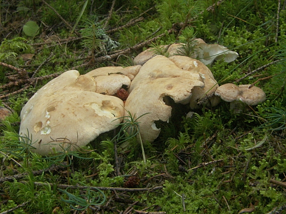 krásnopórovec ovčí Albatrellus ovinus (Schaeff.) Kotl. & Pouzar