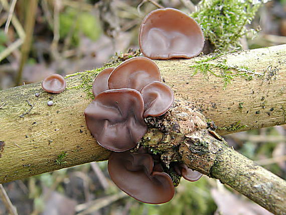 uchovec bazový Auricularia auricula-judae (Bull.) Quél.