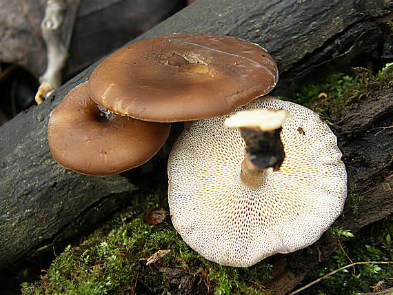 trúdnik zimný Lentinus brumalis (Pers.) Zmitr.