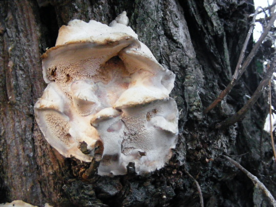 trúdnikovec ? Trametes sp