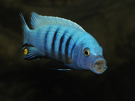 ryba Cynotilapia pulpican