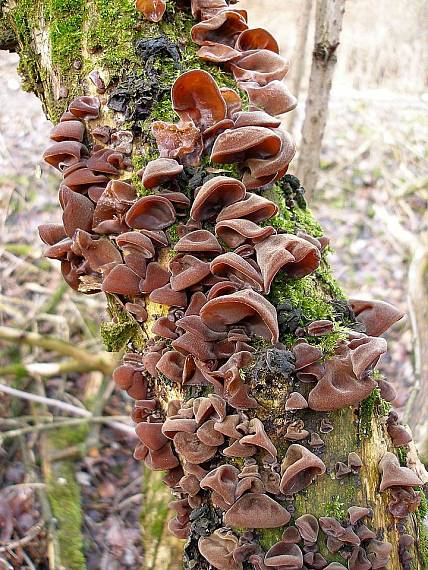 uchovec bazový Hirneola auricula-judae