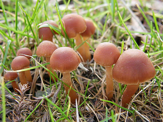 smeťovka Tubaria sp.