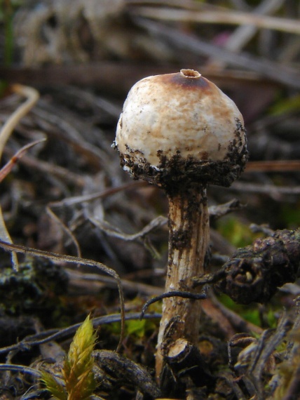 stopkovec zimný Tulostoma brumale Pers.