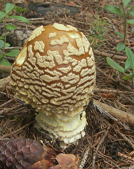 muchotrávka kráľovská Amanita regalis (Fr.) Michael