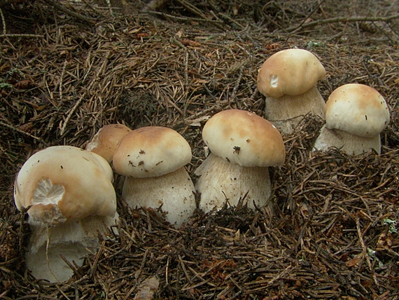 hríb smrekový Boletus edulis Bull.