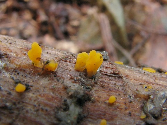 parôžkovec? Calocera ?