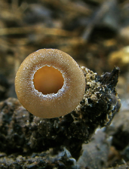 jahňadka obyčajná Ciboria amentacea (Balb.) Fuckel