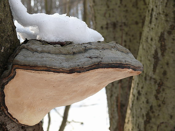 práchnovec kopytovitý ? Fomes fomentarius ?