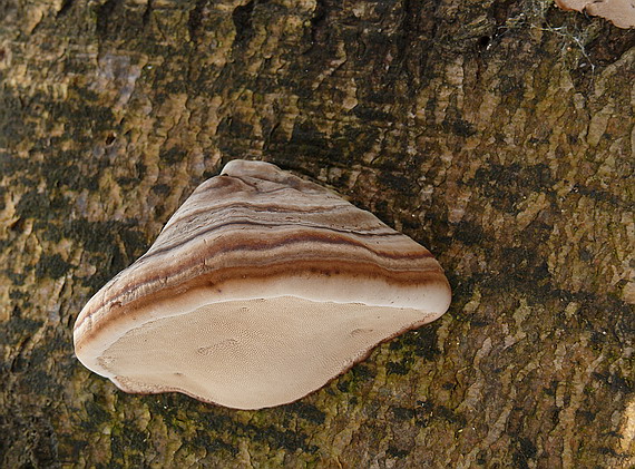 práchnovec kopytovitý Fomes fomentarius (L.) J.J. Kickx