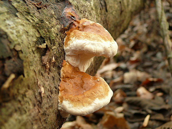 práchnovček pásikavý Fomitopsis pinicola (Sw.) P. Karst.