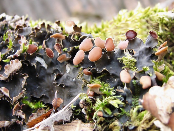 štítnatec vodorovný Peltigera horizontalis (Huds.) Baumg.