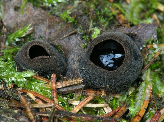 misôčka černastá Pseudoplectania nigrella (Pers.) Fuckel