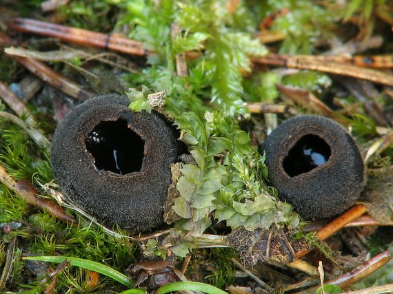 misôčka černastá Pseudoplectania nigrella (Pers.) Fuckel