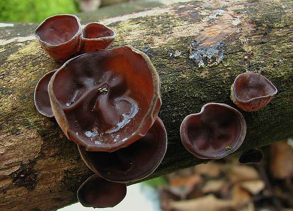 uchovec bazový Auricularia auricula-judae (Bull.) Quél.