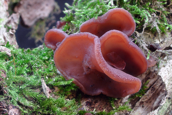 uchovec bazový Auricularia auricula-judae (Bull.) Quél.