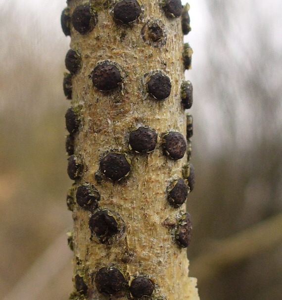 diatrypka diskovitá Diatrype disciformis (Hoffm.) Fr.