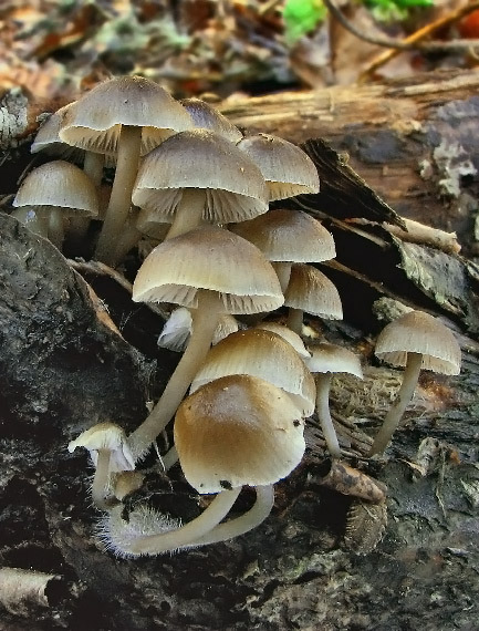 prilbička Mycena sp.