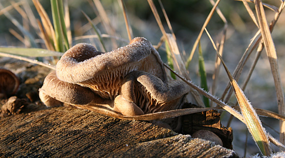 hliva Pleurotus sp.