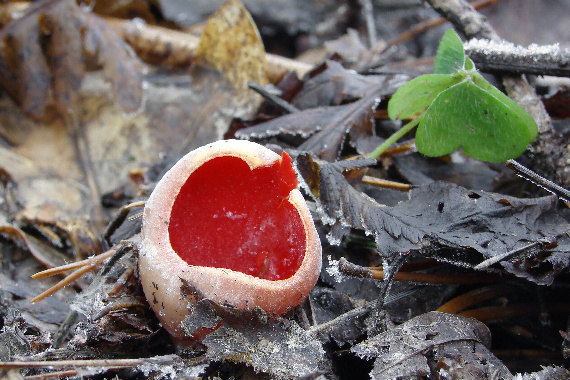 ohnivec šarlátový Sarcoscypha coccinea (Gray) Boud.