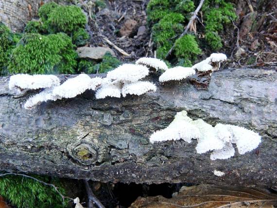 klanolístka obecná - Klanolupeňovka obyčajná Schizophyllum commune Fr.