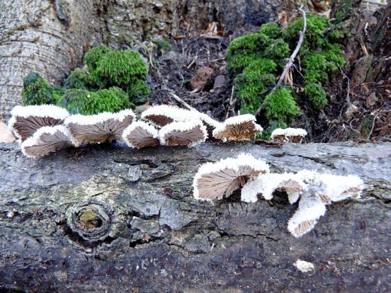 klanolístka obecná - Klanolupeňovka obyčajná Schizophyllum commune Fr.