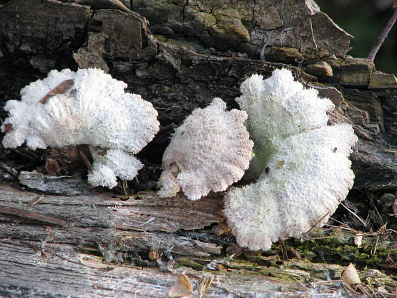 klanolupeňovka obyčajná Schizophyllum commune Fr.