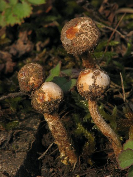 stopkovec zimný Tulostoma brumale Pers.