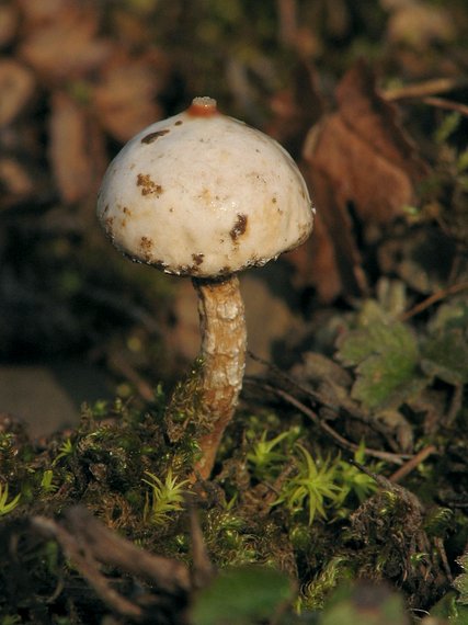 stopkovec zimný Tulostoma brumale Pers.