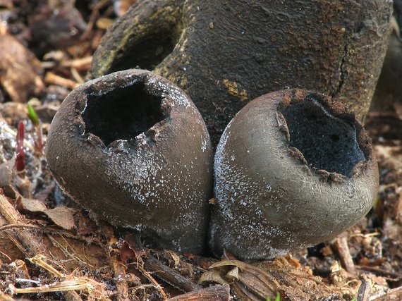 urnička kráterovitá Urnula craterium (Schwein.) Fr.