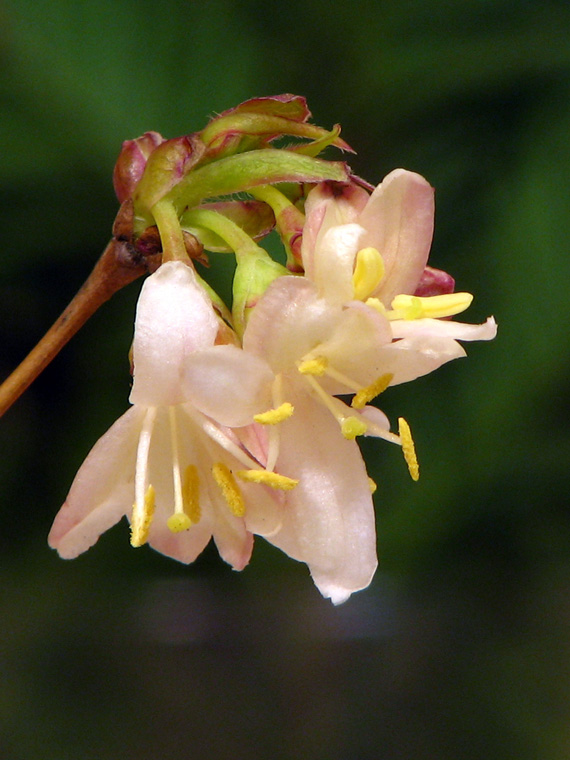 zemolez voňavý Lonicera fragrantissima