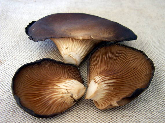 hliva ustricovitá Pleurotus ostreatus (Jacq.) P. Kumm.