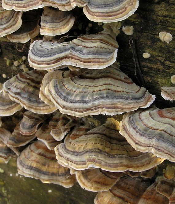 trúdnikovec pestrý Trametes versicolor (L.) Lloyd