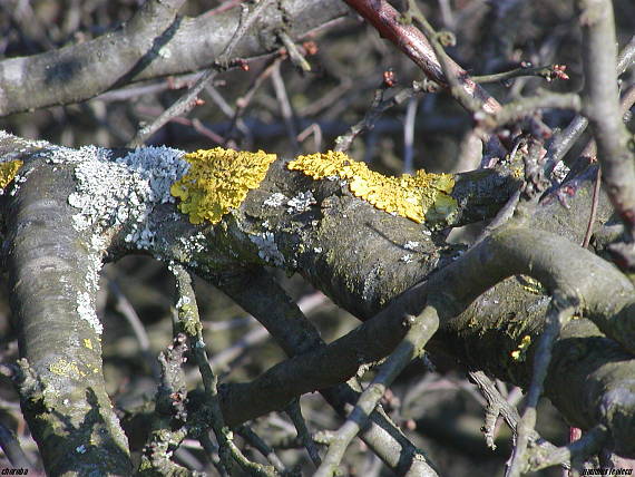 diskovník múrový Xanthoria parietina var. parietina