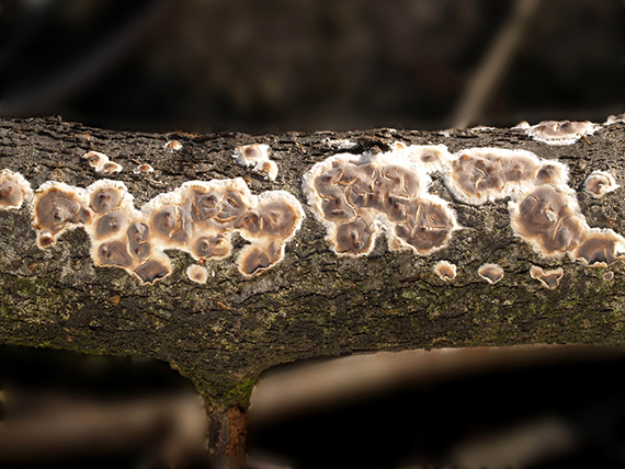 pukavec rozložitý Cylindrobasidium evolvens (Fr.) Jülich