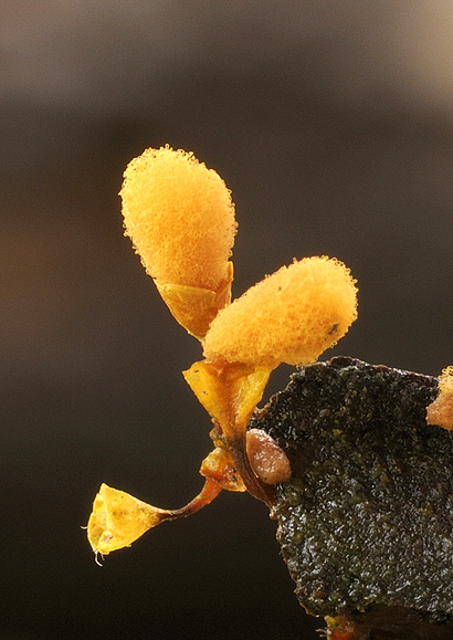 vlasovníčka kyjačikovitá Hemitrichia clavata (Pers.) Rostaf.