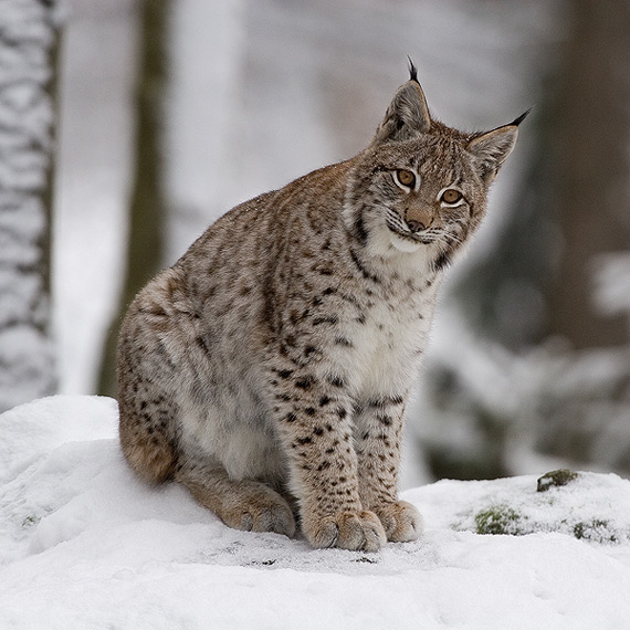 rys ostrovid Lynx lynx