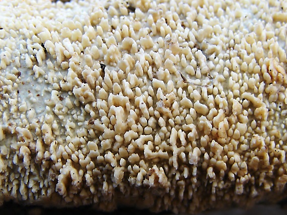 struháčik blanitý Radulomyces molaris  (Chaillet ex Fr.) M.P. Christ.