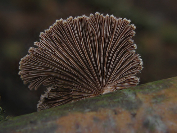 klanolupeňovka obyčajná Schizophyllum commune Fr.