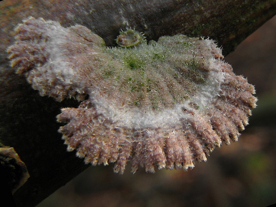 klanolupeňovka obyčajná Schizophyllum commune Fr.