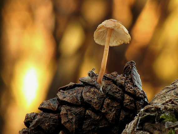 peniazočka Strobilurus sp.