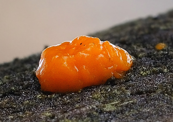 rôsolovka Tremella sp.