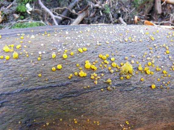 kropilka rosolovitá - Slzovec rosolovitý Dacrymyces stillatus Nees