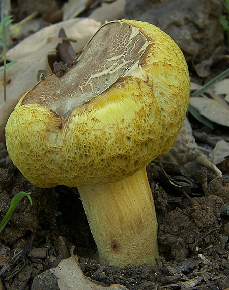 suchohríb Xerocomus sp.